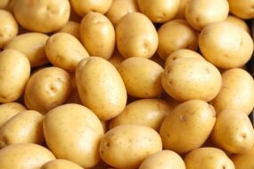 Gros plan sur des pommes de terre