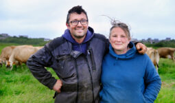 Un couple dans un champ avec des vaches