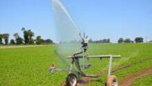 Une parcelle de persil avec un arrosage automatique