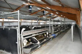 veaux dans un bâtiment