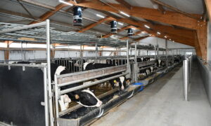 veaux dans un bâtiment