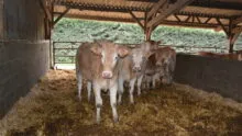 jeunes animaux blonds d'Aquitaine