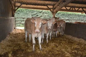 jeunes animaux blonds d'Aquitaine