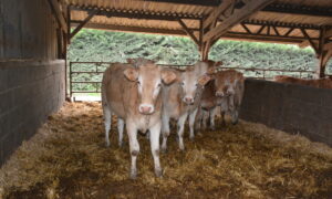 jeunes animaux blonds d'Aquitaine