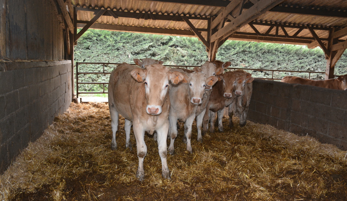 jeunes animaux blonds d'Aquitaine - Illustration Autonomie et diversité alimentaire