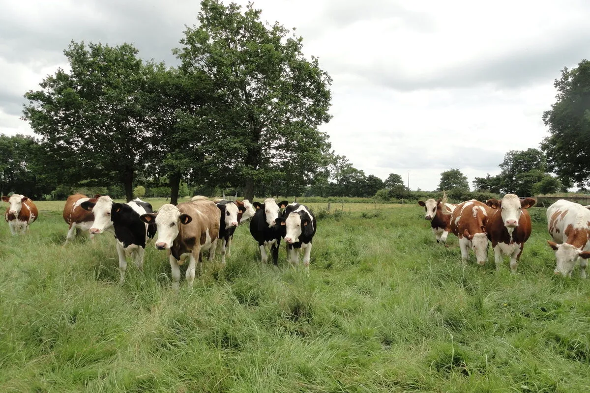 Vaches au pâturage - Illustration Porte ouverte sur  le temps de travail