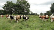Vaches au pâturage