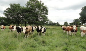 Vaches au pâturage