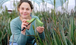 Une femme acccroupie dans une serre d'aloe vera