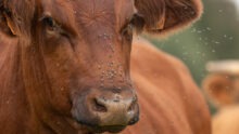 Mouches sur une vache