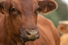 Mouches sur une vache