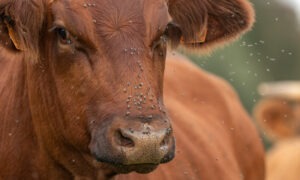 Mouches sur une vache