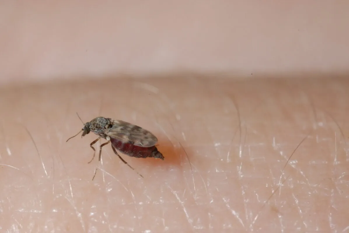 Gros plan d'un culicoïde.