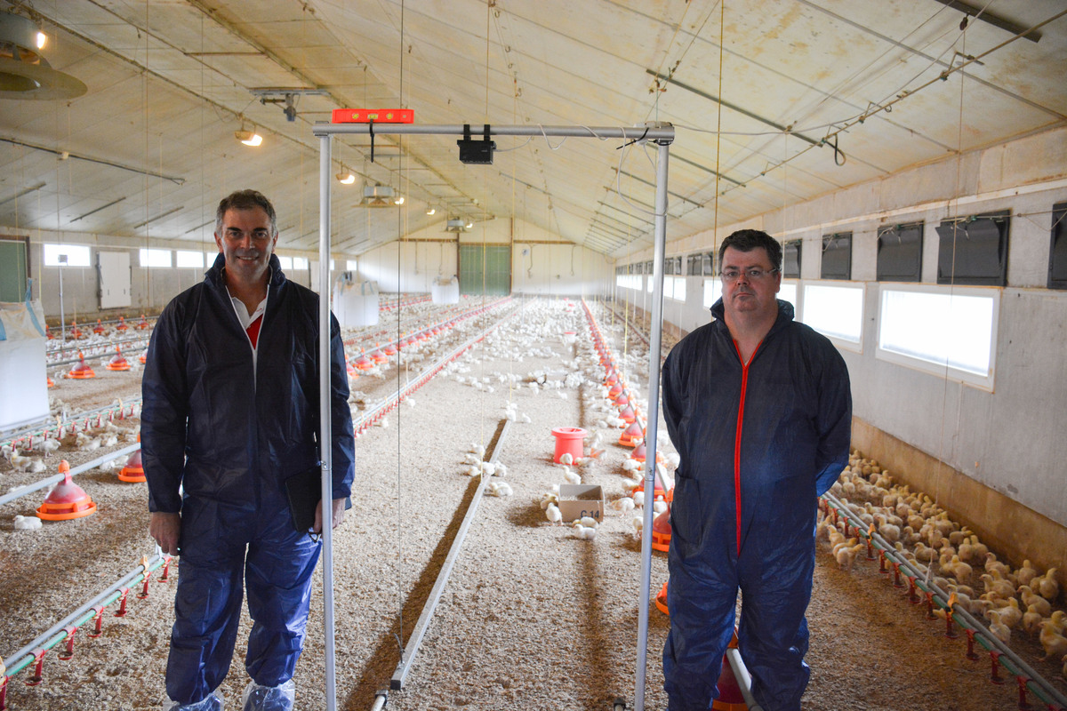 Deux hommes dans un bâtiment d'élevage de volailles - Illustration La caméra prédit le poids des poulets