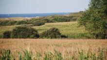 Un paysage de campagne avec la mer en arrière plan
