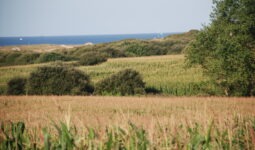 Un paysage de campagne avec la mer en arrière plan