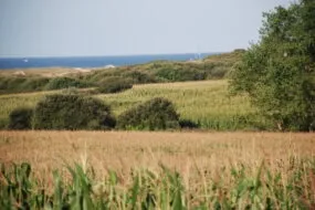 Un paysage de campagne avec la mer en arrière plan