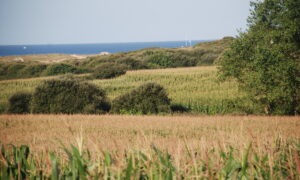 Un paysage de campagne avec la mer en arrière plan