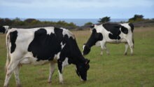 Vaches en bord de mer
