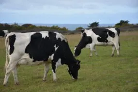 Vaches en bord de mer