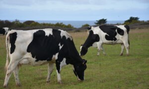 Vaches en bord de mer