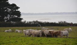 Troupeau de vaches charolaises