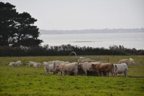 Troupeau de vaches charolaises