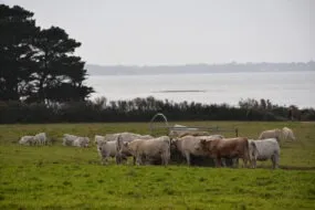 Troupeau de vaches charolaises