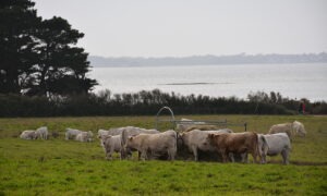 Troupeau de vaches charolaises
