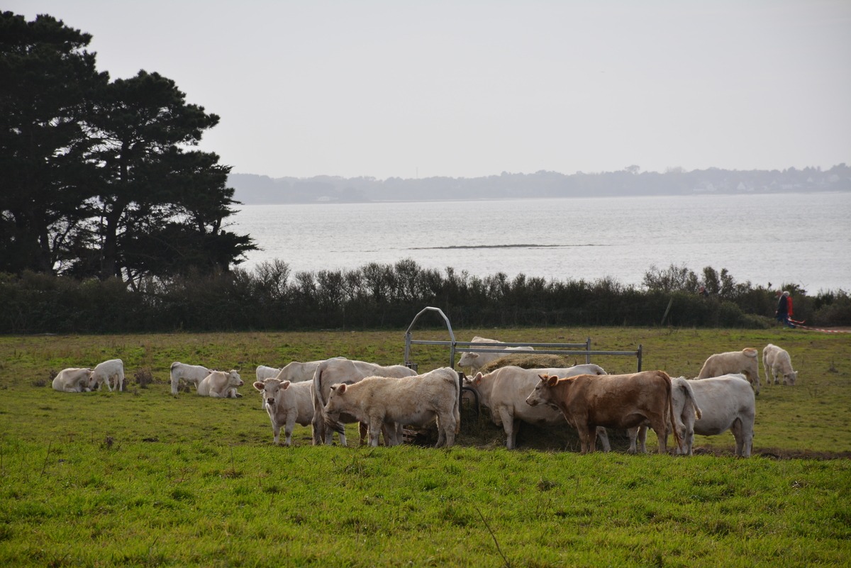 Troupeau de vaches charolaises - Illustration L’agriculture mieux perçue à Sarzeau