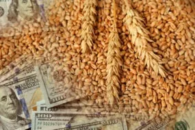 Grains de blé et billets de banque américains
