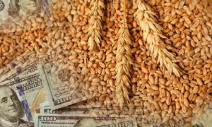 Grains de blé et billets de banque américains