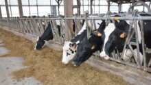 vaches au cornadis