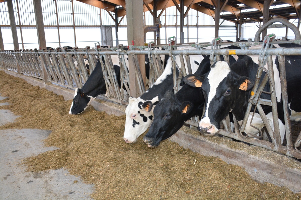 vaches au cornadis - Illustration L’objectif d’éradication de la DNC pas atteint