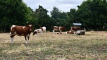 Rouges des prés au pâturage