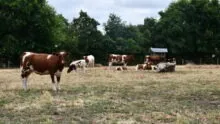 Rouges des prés au pâturage