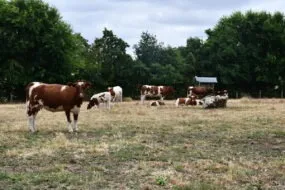 Rouges des prés au pâturage