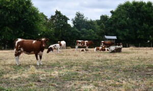 Rouges des prés au pâturage
