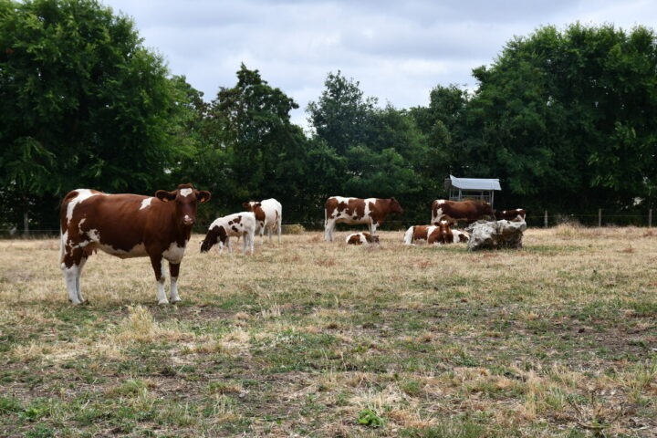 Rouges des prés au pâturage