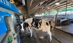 Une vache devant un robot de traite.