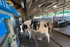 Une vache devant un robot de traite.