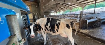 Une vache devant un robot de traite.