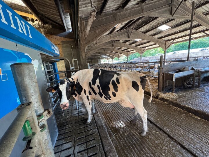 Une vache devant un robot de traite.