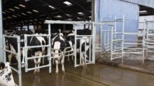Des vaches devant une porte de pâturage.