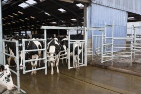 Des vaches devant une porte de pâturage.