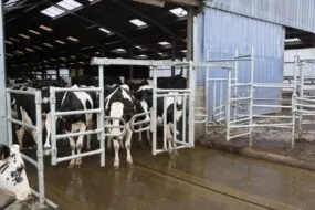 Des vaches devant une porte de pâturage.