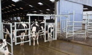 Des vaches devant une porte de pâturage.