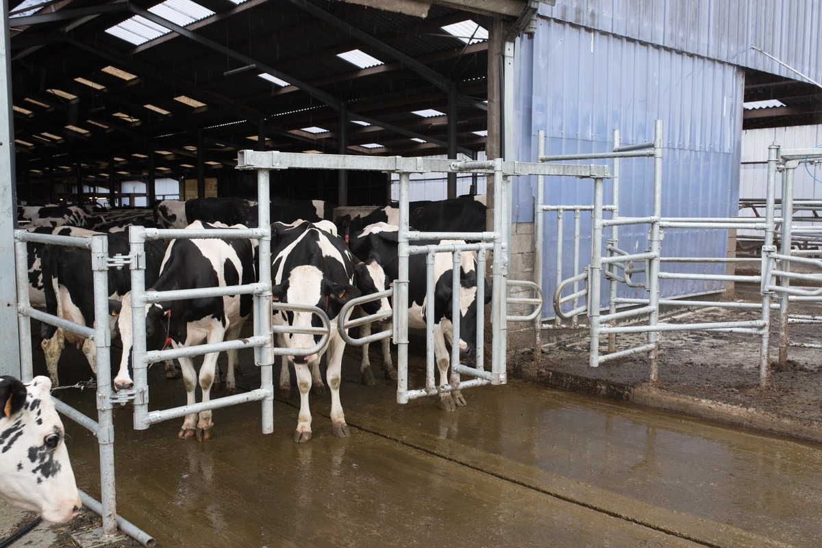 Des vaches devant une porte de pâturage. - Illustration Optimiser pâturage et aliment avec un robot