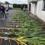 Des échantillons de maïs plante entière disposés sur le sol.