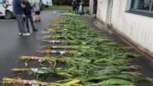 Des échantillons de maïs plante entière disposés sur le sol.
